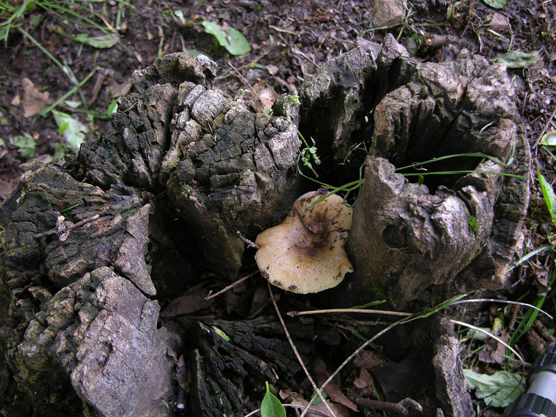 Russulaceae di oggi, 07 Giugno.